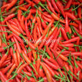 Hotsale মসলাযুক্ত Chaotian Chili